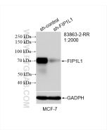 FIP1L1 Recombinant monoclonal antibody proteintech 83863-2-RR