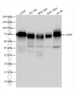 CD97 Recombinant monoclonal antibody proteintech 84255-6-RR