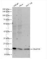 C6orf130 Recombinant monoclonal antibody proteintech 83500-4-RR