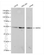 MIER2 Recombinant monoclonal antibody proteintech 84216-1-RR