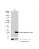 Acetyl-Histone H2B (Lys5) Recombinant monoclonal antibody proteintech 83171-4-RR