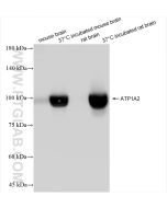 ATP1A1/2/3/4 Recombinant monoclonal antibody proteintech 84999-4-RR