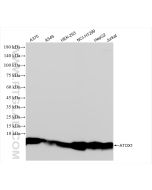 ATOX1 Recombinant monoclonal antibody proteintech 83785-6-RR