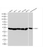 RAE1 Recombinant monoclonal antibody proteintech 83712-4-RR