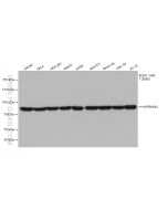 HSP90 Recombinant monoclonal antibody proteintech 80301-1-RR