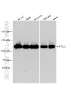 FTSJ3 Recombinant monoclonal antibody proteintech 84311-6-RR