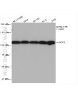BOP1 Recombinant monoclonal antibody proteintech 82742-3-RR
