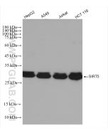 SIRT5 Recombinant monoclonal antibody proteintech 82246-1-RR