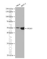 PICK1 Recombinant monoclonal antibody proteintech 82919-1-RR
