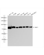 RAF1 Recombinant monoclonal antibody proteintech 84994-4-RR