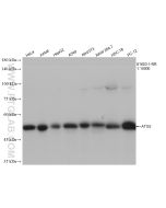 ATG5 Recombinant monoclonal antibody proteintech 81803-1-RR