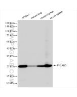 ASC/TMS1 Recombinant monoclonal antibody proteintech 83858-3-RR