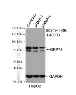 GRP78/BIP Recombinant monoclonal antibody proteintech 80849-1-RR