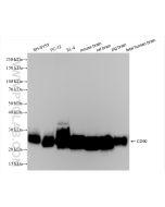 CD90 Recombinant monoclonal antibody proteintech 84180-1-RR