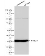 SYNGR1 Recombinant monoclonal antibody proteintech 84161-3-RR