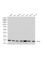 HMGB2 Recombinant monoclonal antibody proteintech 83482-4-RR