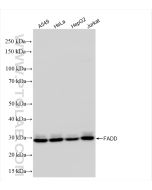 FADD Recombinant monoclonal antibody proteintech 84619-5-RR