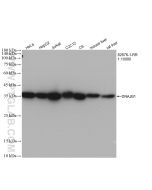 DNAJB1 Recombinant monoclonal antibody proteintech 82676-1-RR