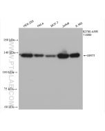 SIRT1 Recombinant monoclonal antibody proteintech 82790-4-RR