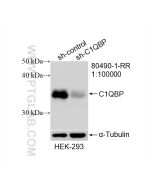 C1QBP Recombinant monoclonal antibody proteintech 80490-1-RR