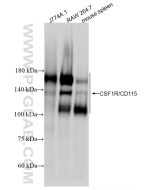 CSF1R/CD115 Recombinant monoclonal antibody proteintech 84919-6-RR