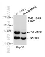 p38 MAPK Recombinant monoclonal antibody proteintech 80821-2-RR