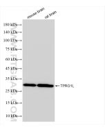 TPRG1L Recombinant monoclonal antibody proteintech 83989-3-RR