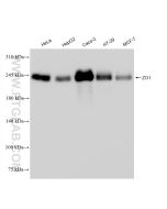 ZO-1 Recombinant monoclonal antibody proteintech 82870-7-RR
