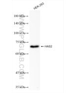 HAS2 Recombinant monoclonal antibody proteintech 83204-2-RR
