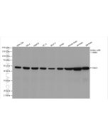 ENO1/2/3 Recombinant monoclonal antibody proteintech 81504-1-RR