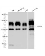 CNKSR2 Recombinant monoclonal antibody proteintech 83354-3-RR
