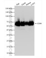 CD84 Recombinant monoclonal antibody proteintech 84245-2-RR