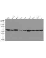PDI Recombinant monoclonal antibody proteintech 80170-1-RR