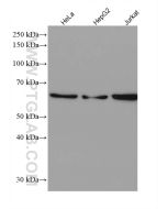 IRF3 Recombinant monoclonal antibody proteintech 80519-1-RR