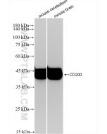 CD200 Recombinant monoclonal antibody proteintech 83437-5-RR