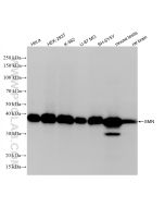 SMN Recombinant monoclonal antibody proteintech 86668-2-RR