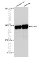 KCNH7 Recombinant monoclonal antibody proteintech 83674-1-RR