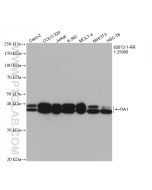 TIA1 Recombinant monoclonal antibody proteintech 82672-1-RR