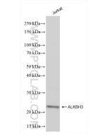 ALKBH3 Recombinant monoclonal antibody proteintech 84314-3-RR