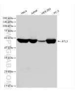 ATL3 Recombinant monoclonal antibody proteintech 84578-3-RR