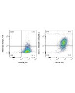 Anti-Mouse CD206 Rabbit Recombinant Antibody proteintech 98031-1-RR