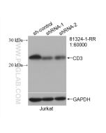CD3 Recombinant monoclonal antibody proteintech 81324-1-RR