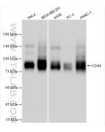 CD44 Recombinant monoclonal antibody proteintech 84854-5-RR