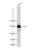 CD117/c-Kit Recombinant monoclonal antibody proteintech 84259-5-RR