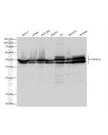 ERK1/2 Recombinant monoclonal antibody proteintech 83533-1-RR