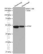 PTRF Recombinant monoclonal antibody proteintech 82697-1-RR