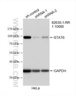 STAT6 Recombinant monoclonal antibody proteintech 82630-1-RR
