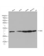 RAN Recombinant monoclonal antibody proteintech 82978-1-RR