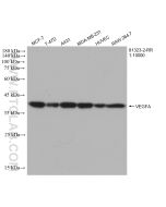 VEGFA Recombinant monoclonal antibody proteintech 81323-2-RR
