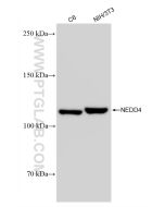 NEDD4 Recombinant monoclonal antibody proteintech 83112-1-RR